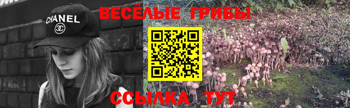 Псилоцибиновые грибы Psilocybe Братск